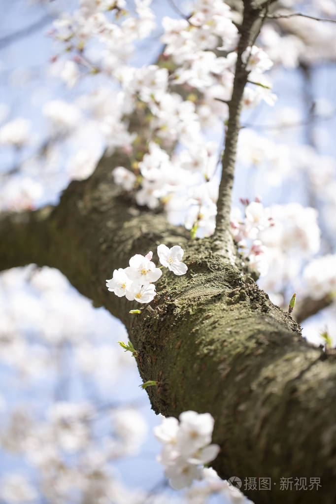 美丽的樱花樱花在春天的时候在蓝天上樱花盛开