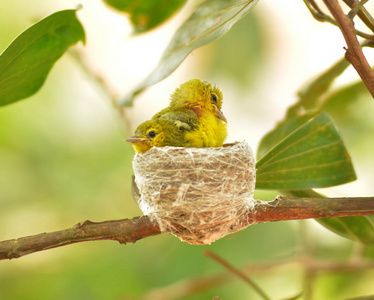 橙腹 Flowerpecker 或 Dicaeum trigonostigma 喂养