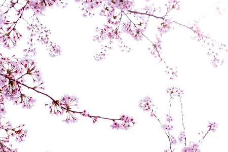 美丽的樱花樱花在春天的时候在蓝天上。樱花盛开