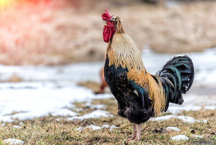 宠物背带公鸡早晨在春天尖叫照片