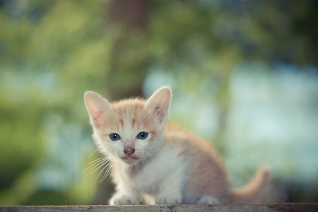 坐在木桌上的小黄色小猫