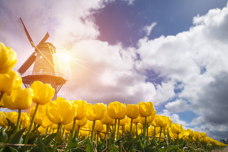 景观与郁金香，传统的荷兰风车和桑斯安斯 Schans，荷兰，欧洲在运河附近的房子