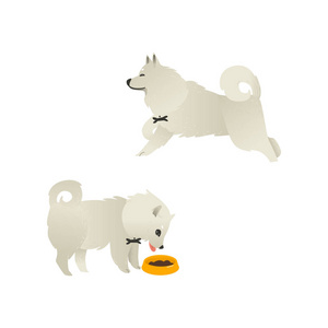 一套愉快的微笑白色蓬松的狗跑和吃从碗