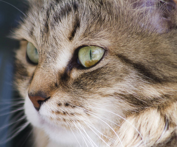 在花园，猫脸西伯利亚繁殖的漂亮的棕色猫