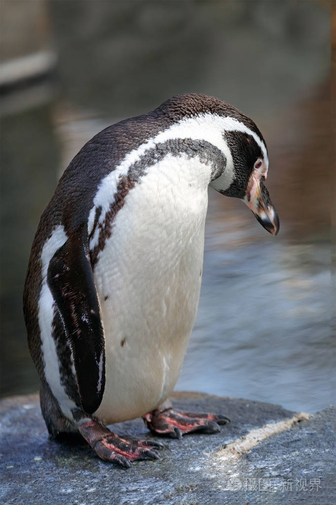 一只企鹅的肖像