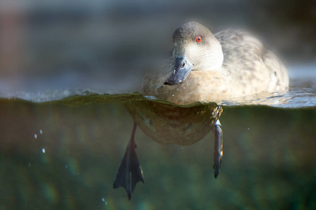 浮在水面上的鸭子照片