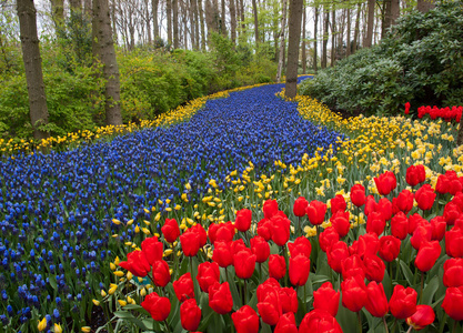 五颜六色的郁金香和蓝色的风信子在花园里盛开