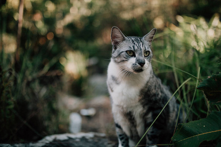 猫在花园里的植物