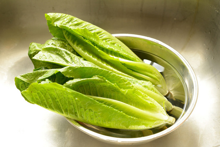 婴儿长叶莴苣图片