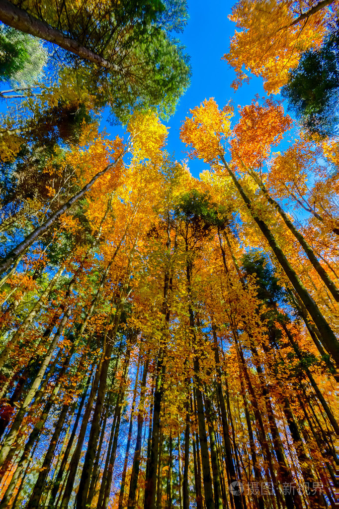 金黄的秋天树在森林里自然