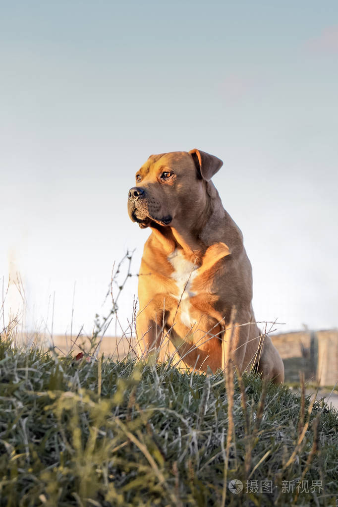 斗牛犬大型纯种训练犬坐在草地上