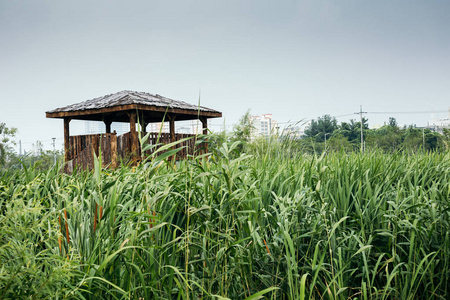 韩国夏季的木凉亭和风湿地公园图片