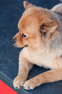 日本狗坐在街上秋田犬狗