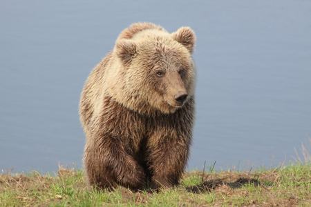 自然界中的棕色的熊