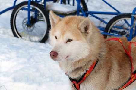 红色工作雪橇沙哑的狗的肖像图片