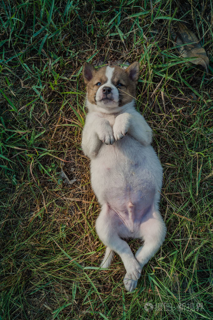 泰国bangkaew狗幼犬睡在草地上