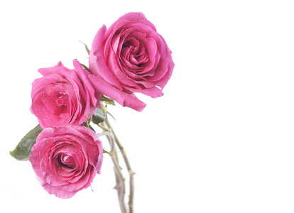 粉红玫瑰花束带有白色背景