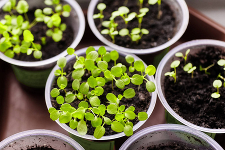 幼苗发芽.选择性聚焦与场浅景深照片