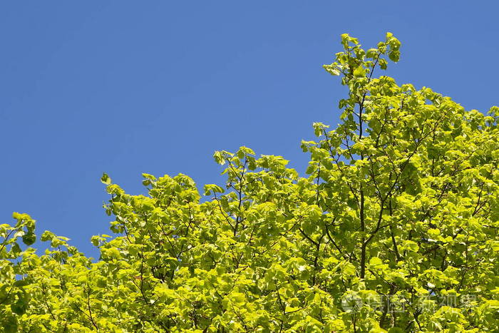 春树树枝对蓝天的底观