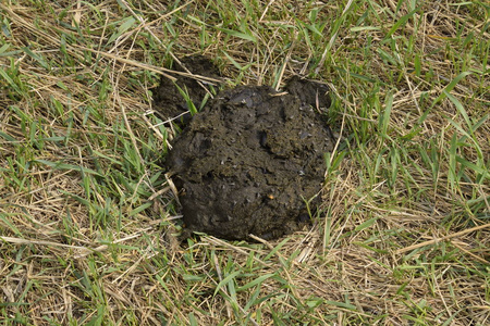 草地上的牛蛋糕.牛粪照片