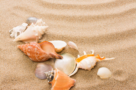 贝壳在海滩上。夏天背景与热的沙子