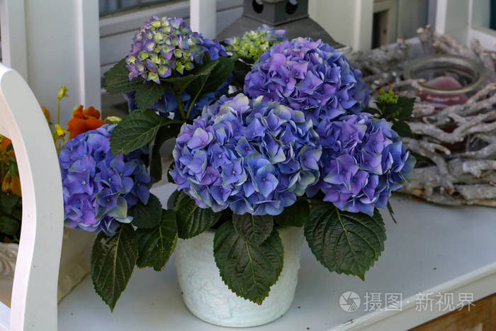 在花盆里的蓝色花