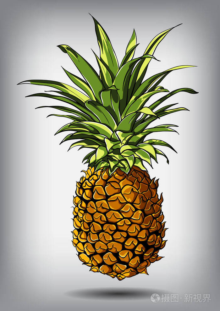 孤立在白色背景上一个菠萝的矢量图