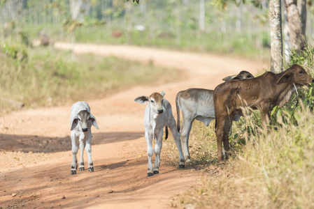牛在农场的场长，泰国