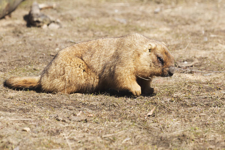 Bobak 土拨鼠。这只啮齿动物栖息在欧亚大陆的大草原上。Bobak 是最大的松鼠之一。动物的颜色, 沙黄色。Bobak 大衣短