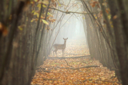 雾气弥漫的森林小鹿
