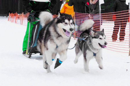 musher 驱动的哈士奇雪橇串