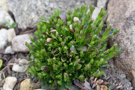 远志 amarella 远志 称为矮 milkwort