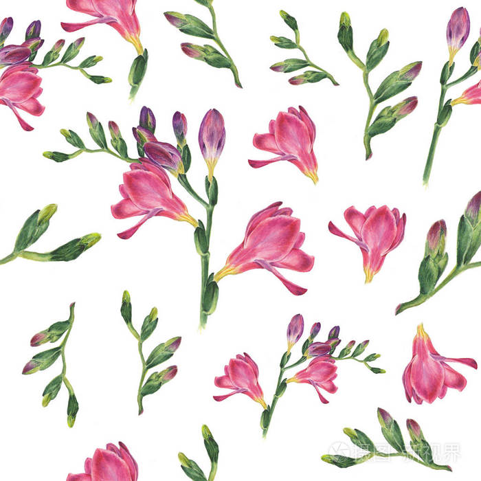 手绘水彩无缝图案与植物水彩插图小苍兰的白色背景