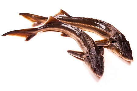 鲟鱼是一种小型鲟鱼照片