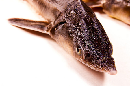 小体鲟关闭了视图上白色孤立的小体鲟鱼.小体鲟是照片