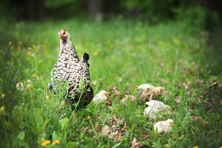 黑色和白色的母鸡夏天在草地上散步和保护鸡