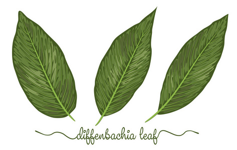 diffenbachia 元素的叶子集合。植物学手画图形 i