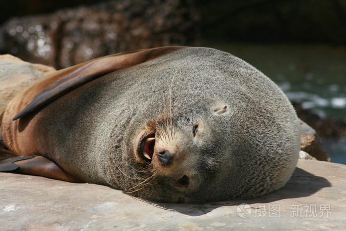 海狮的牙齿