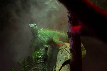 一只绿鬣蜥进入热带森林的迷雾中