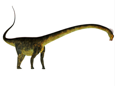 Barosaurus 恐龙侧面简介