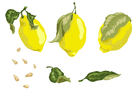 设置与3多汁柠檬水果, 树叶和种子的图形颜色