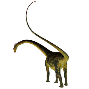 Barosaurus 恐龙尾巴