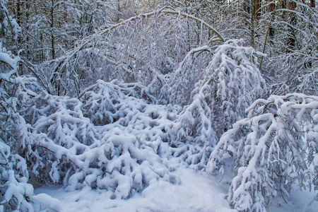 冰冻的冬季森林与雪覆盖了树