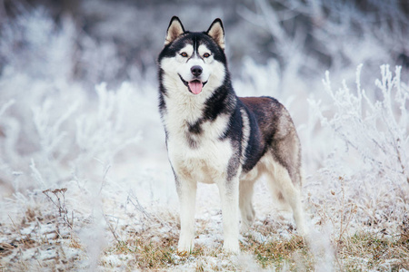 在冬天的田野里, 沙哑的狗黑白相间的颜色矗立着。