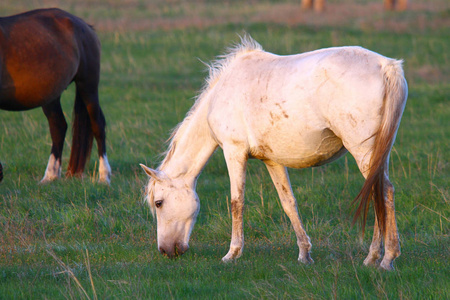 年轻可爱的白马驹户外在草原上吃草