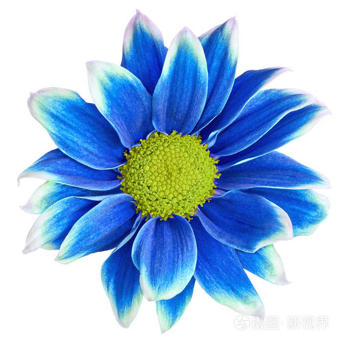 室内花蓝白色菊花带黄色中心在白色背景下分离特写设计元素