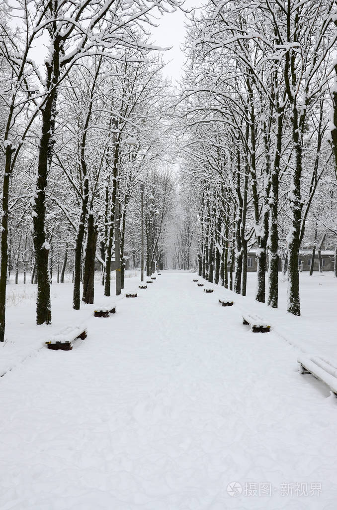 大雪覆盖的公园里的冬季景观树的树枝上有一层厚重的积雪