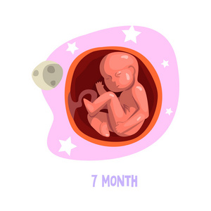 胎儿生长的彩色例证。胚胎发育。怀孕第七月了矢量设计
