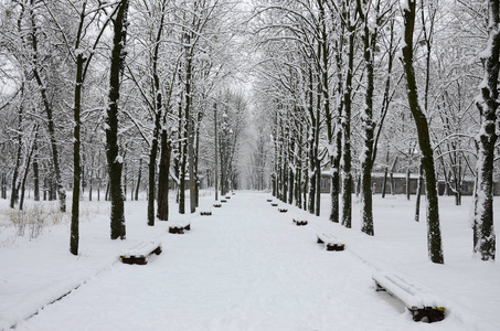 大雪覆盖的公园里的冬季景观。树的树枝上有一层厚重的积雪。