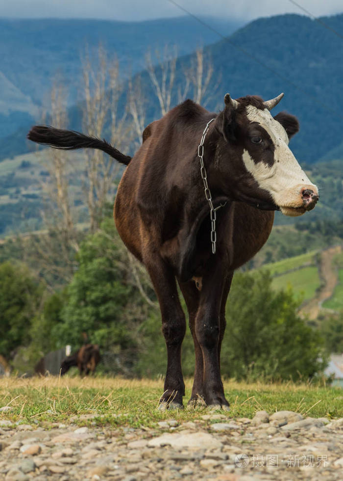 一头牛在擦伤的草地上